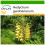 SAFLAX  - Schmetterlingsblume - Hedychum - 10 Samen - Mit Substrat 1