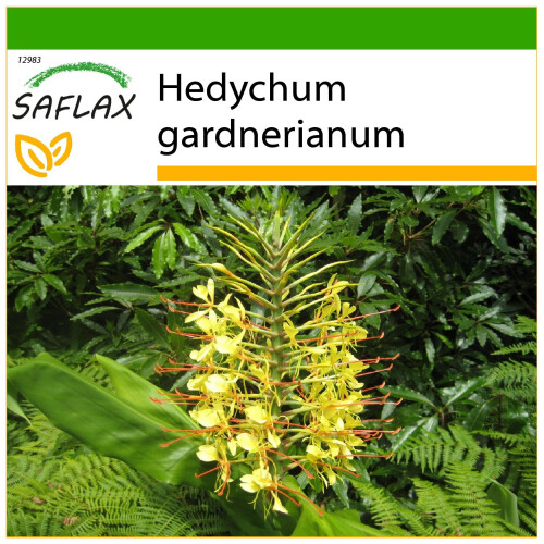 SAFLAX  - Schmetterlingsblume - Hedychum - 10 Samen - Mit Substrat