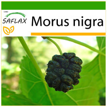 SAFLAX  - Schwarzer Maulbeerbaum - Morus - 200 Samen - Mit Substrat