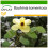 SAFLAX  - Gelber Orchideenbaum - Bauhinia - 30 Samen - Mit Substrat 1