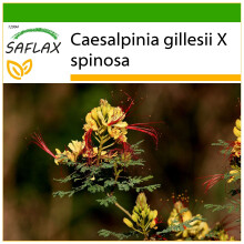 SAFLAX  - Winterharter Pfauenstrauch - Caesalpinia - 10 Samen - Mit Substrat