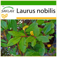 SAFLAX  - Gewürzlorbeerbaum - Laurus - 6 Samen - Mit Substrat