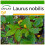 SAFLAX  - Gewürzlorbeerbaum - Laurus - 6 Samen - Mit Substrat 1