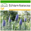 SAFLAX  - Blauer Natternkopf - Echium - 100 Samen - Mit Substrat 1