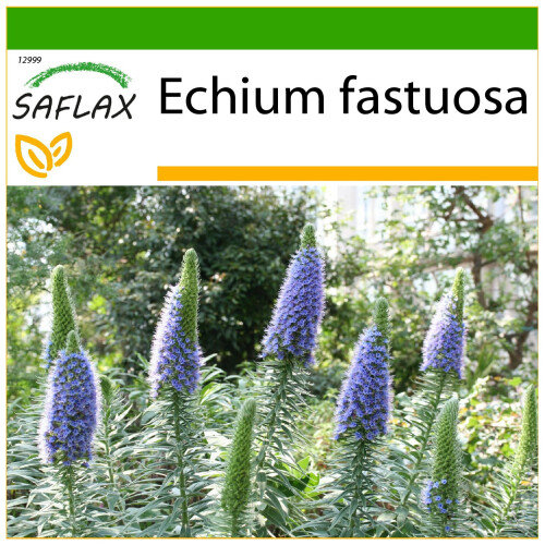 SAFLAX  - Blauer Natternkopf - Echium - 100 Samen - Mit Substrat