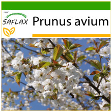 SAFLAX  - Vogelkirsche - Prunus - 10 Samen - Mit Substrat