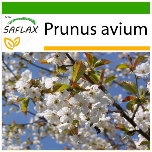 SAFLAX  - Vogelkirsche - Prunus - 10 Samen - Mit Substrat