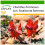 SAFLAX  - Papageischnabel - Clianthus - 20 Samen - Mit Substrat 1