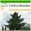 SAFLAX  - Himalaya Zeder - Cedrus - 35 Samen - Mit Substrat 1