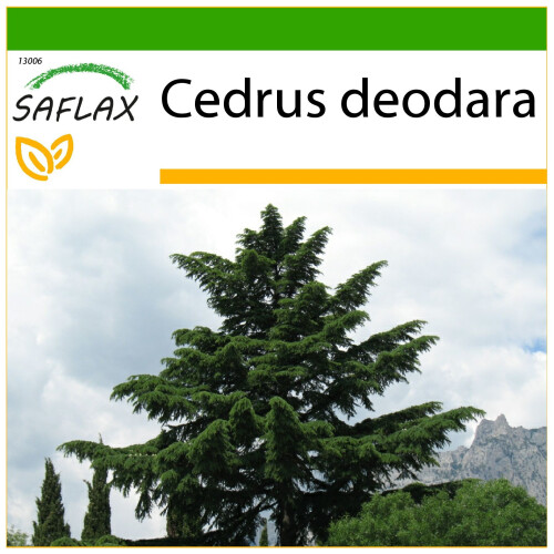 SAFLAX  - Himalaya Zeder - Cedrus - 35 Samen - Mit Substrat