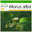 SAFLAX  - Weißer Maulbeerbaum - Morus - 200 Samen - Mit Substrat 1