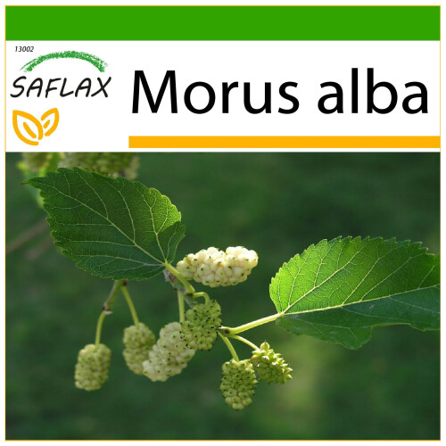 SAFLAX  - Weißer Maulbeerbaum - Morus - 200 Samen - Mit Substrat