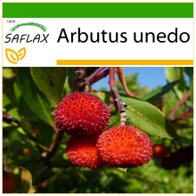 SAFLAX - Strawberry Tree - 50 seeds - With potting substrate for better cultivation - Arbutus unedo