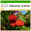 SAFLAX  - Erdbeerbaum - Arbutus - 50 Samen - Mit Substrat 1
