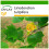 SAFLAX  - Echter Tulpenbaum - Liriodendron - 20 Samen - Mit Substrat 1