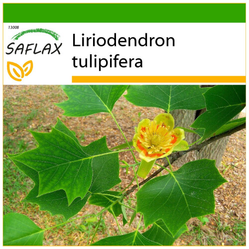 SAFLAX  - Echter Tulpenbaum - Liriodendron - 20 Samen - Mit Substrat