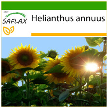 SAFLAX  - Sonnenblume Titan - Helianthus - 20 Samen - Mit Substrat