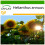 SAFLAX  - Sonnenblume Titan - Helianthus - 20 Samen - Mit Substrat 1