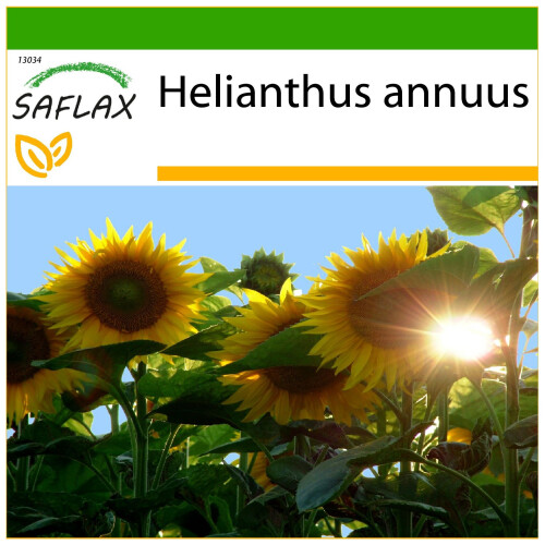 SAFLAX  - Sonnenblume Titan - Helianthus - 20 Samen - Mit Substrat