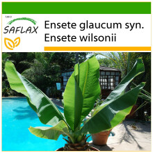 SAFLAX  - Schneebanane - Ensete - 10 Samen - Mit Substrat