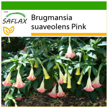 SAFLAX - Trompette des anges rose - 10 graines - Avec substrat de culture sans germes - Brugmansia suaveolens Pink