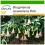 SAFLAX  - Engelstrompete Pink - Brugmansia - 10 Samen - Mit Substrat 1