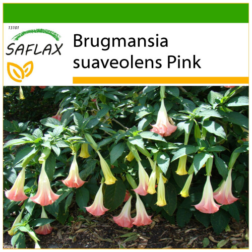 SAFLAX  - Engelstrompete Pink - Brugmansia - 10 Samen - Mit Substrat