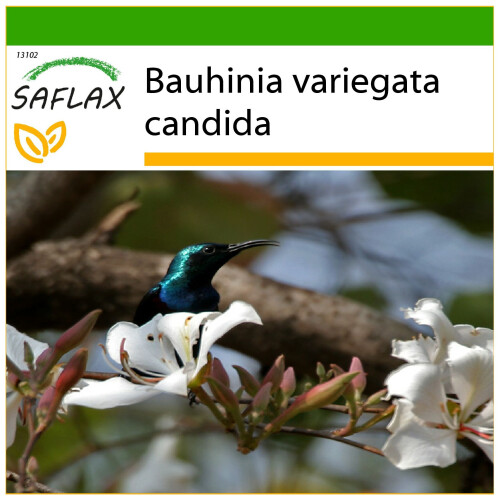 SAFLAX  - Weißer Orchideenbaum - Bauhinia - 5 Samen - Mit Substrat