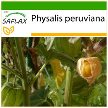 SAFLAX  - Kapstachelbeere - Physalis - 100 Samen - Mit Substrat