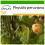 SAFLAX  - Kapstachelbeere - Physalis - 100 Samen - Mit Substrat 1