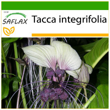SAFLAX - Plante chauve-souris blanche - 10 graines - Avec substrat de culture sans germes - Tacca integrifolia