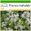 SAFLAX  - Felsenkirsche - Prunus - 30 Samen - Mit Substrat 1