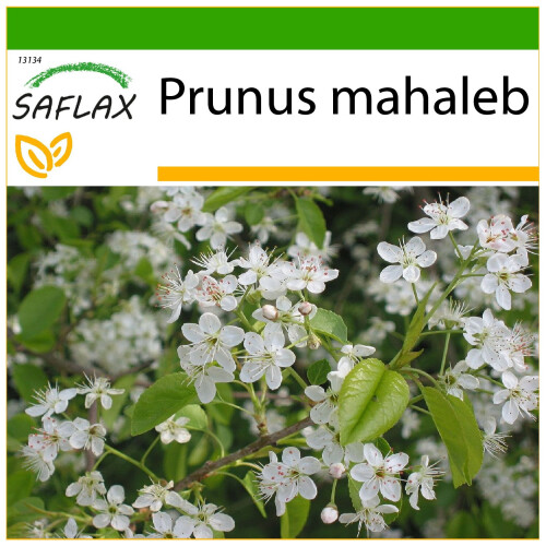 SAFLAX  - Felsenkirsche - Prunus - 30 Samen - Mit Substrat
