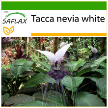 SAFLAX  - Nepal - Fledermausblume - Tacca - 10 Samen - Mit Substrat