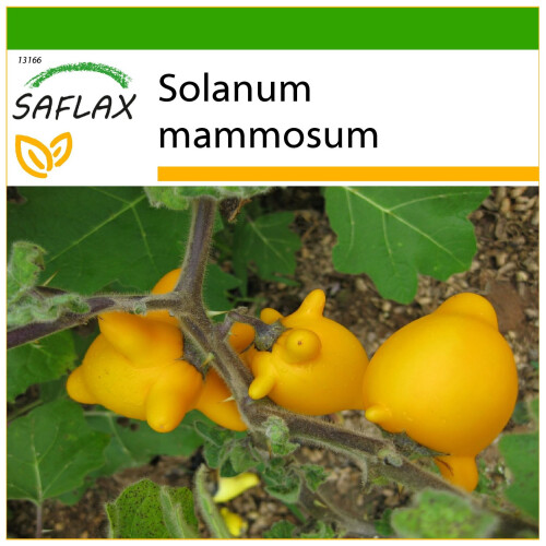 SAFLAX - Ubre de vaca - 10 semillas - Con sustrato - Solanum