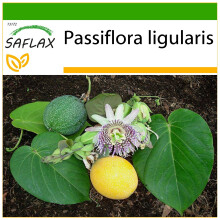 SAFLAX  - Süße Granadilla - Passiflora - 20 Samen - Mit Substrat