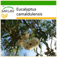 SAFLAX  - Roter Flusseucalyptus - Eucalyptus - 200 Samen - Mit Substrat