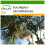SAFLAX  - Roter Flusseucalyptus - Eucalyptus - 200 Samen - Mit Substrat 1