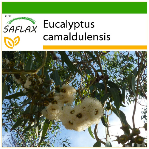 SAFLAX  - Roter Flusseucalyptus - Eucalyptus - 200 Samen - Mit Substrat