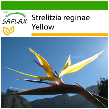 SAFLAX - Oiseau de paradis jaune - Mandelas Gold - 4 graines - Avec substrat de culture sans germes - Strelitzia reginae Yellow