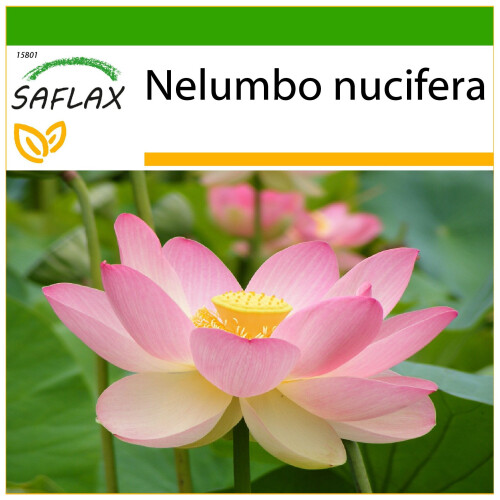 SAFLAX  - Lotusblume - Nelumbo - 8 Samen - Mit Substrat
