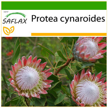SAFLAX  - Königsprotea - Protea - 5 Samen - Mit Substrat
