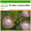 SAFLAX  - Königsprotea - Protea - 5 Samen - Mit Substrat 1