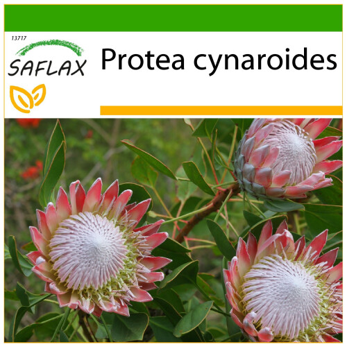 SAFLAX  - Königsprotea - Protea - 5 Samen - Mit Substrat