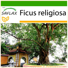 SAFLAX - Peepul Tree / Sacred Fig - 100 seeds - With potting substrate for better cultivation - Ficus religiosa