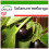 SAFLAX  - Eierbaum - Solanum - 20 Samen - Mit Substrat 1