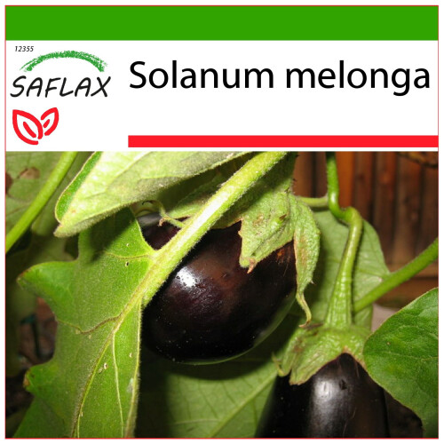 SAFLAX  - Eierbaum - Solanum - 20 Samen - Mit Substrat