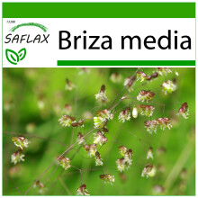 SAFLAX - Corazones - 75 semillas - Con sustrato - Briza