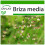 SAFLAX  - Herzzittergras - Briza - 75 Samen - Mit Substrat 1