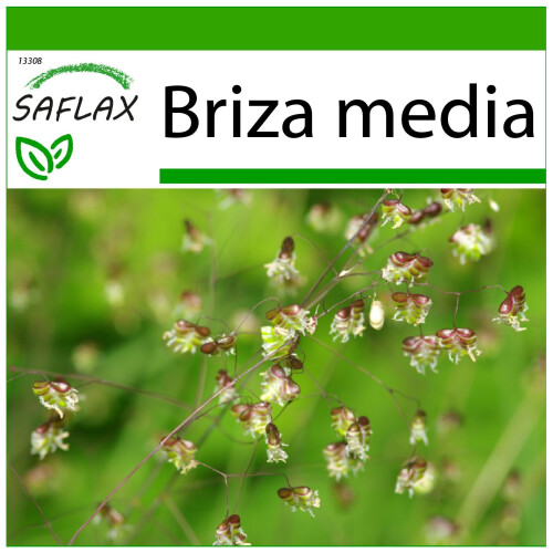 SAFLAX  - Herzzittergras - Briza - 75 Samen - Mit Substrat